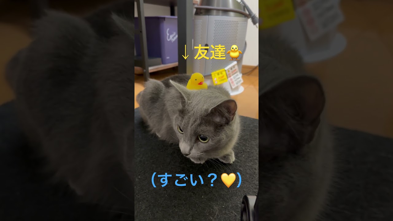 友達🐥を背に乗せて､ご機嫌な猫（ロシアンブルー）#shorts