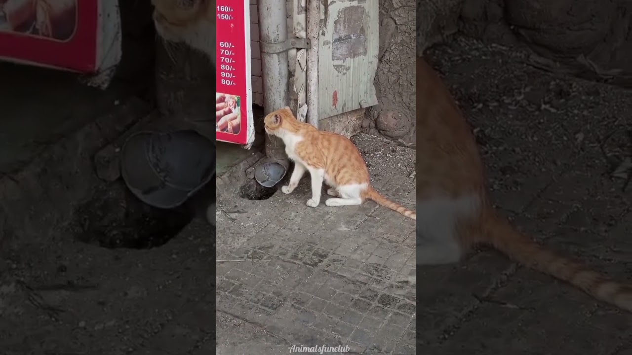 Brown Cat 🐱😍 #shorts #cat #pets #animals #kitten #funny #subscribe