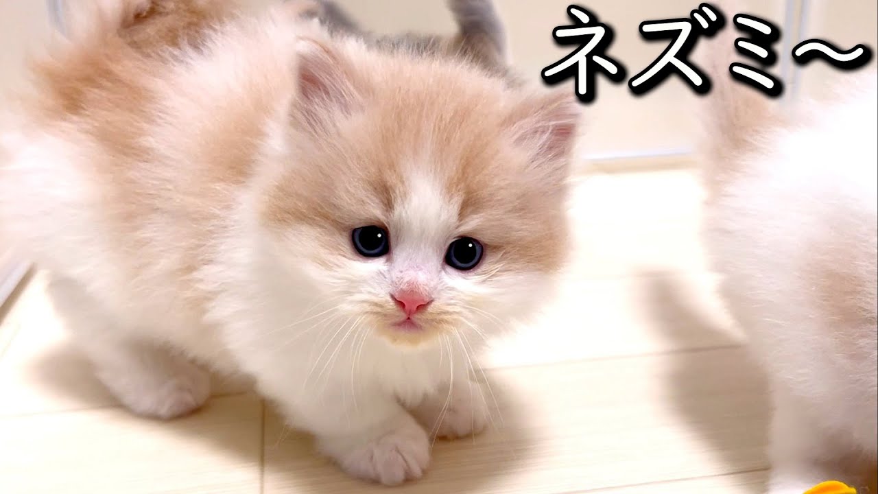 【マンチカンの子猫】イチコ家のネズミです～♪っていうのは通じない件 ∼猫のいる生活Vol.792~ 出産動画 マンチカン短足・ミヌエット・ペルシャ猫専門ブリーダー『ペット蔵人』【子猫の成長記録】