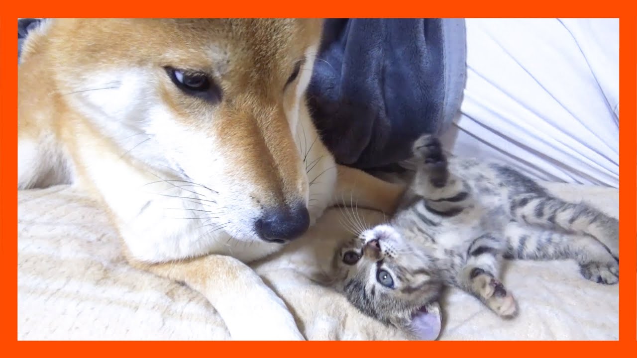 【R村の歴史】柴犬パパに遊んでもらい、柴犬ママに甘えるキジトラ子猫が幸せそう！