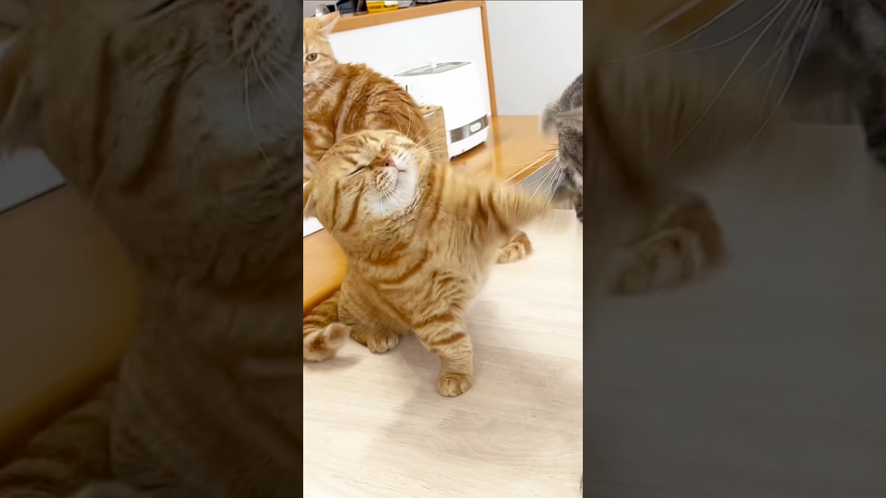 ちょっかい出して怒られる前に反省したけど結局怒られた茶々パパ #shorts #猫 #マンチカン