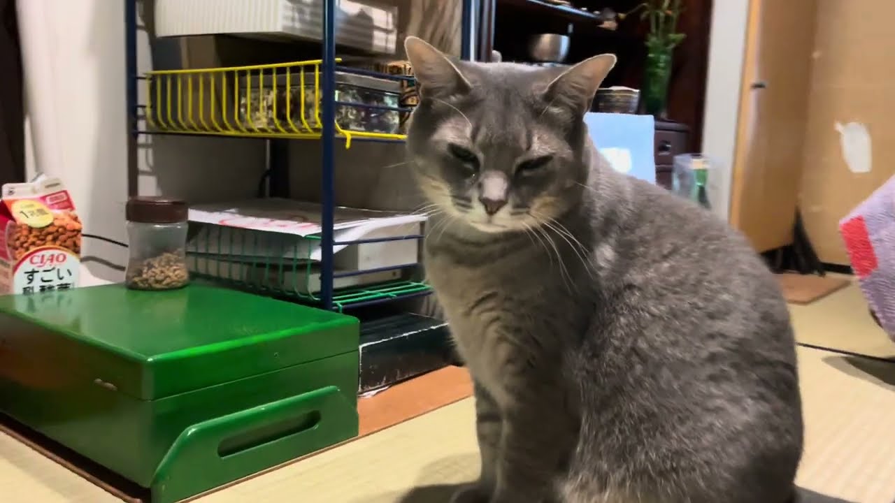 #風の猫　何処で寝ているのかと思ったら..　２階から顔を出していて..　そのまま上がっておじいちゃんに挨拶して..　おばあちゃんだけ器と取りに降りて..　朝ごはんを食べる猫・・・