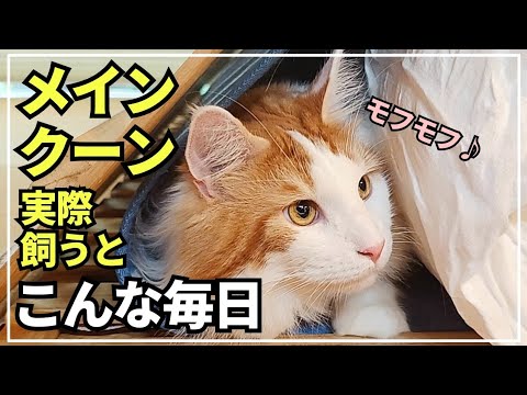 大型猫メインクーンがいる日常ってこんな感じです🐱