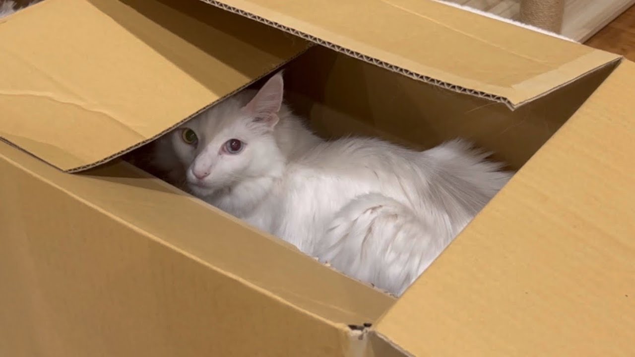 【100%入る！】段ボールが大好きなもふ猫たちwwwターキッシュアンゴラとノルウェージャンフォレストキャット♡