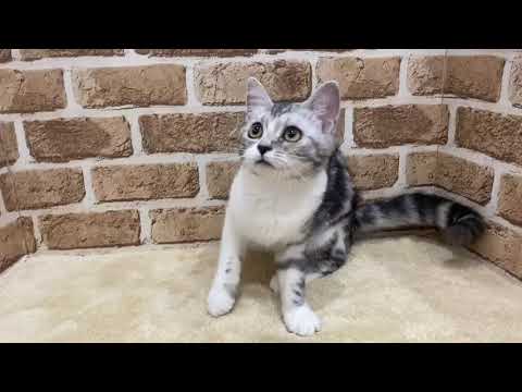 ペットショップCoo＆RIKU　アメリカンカール　№635402