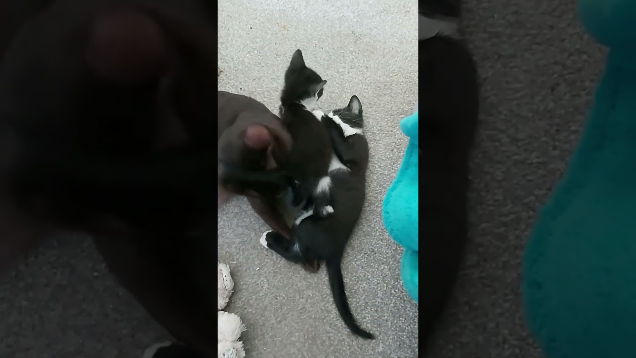 #orientalkittens #leonardo #josie #galina #emerald #dior BEAUTIFUL ORIENTAL GALINA WITH KITTENS 👍😊😘💋