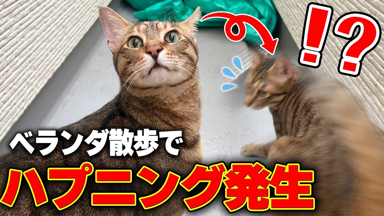ベランダで猫たちを散歩させてみたら、まさかすぎるハプニングが発生しました…【逃走】
