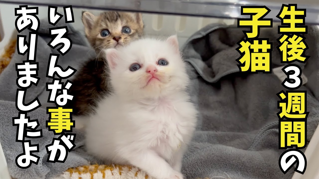 生後３週間の子猫。カテーテルに入院、強制餌食に・・・長かった子猫育て