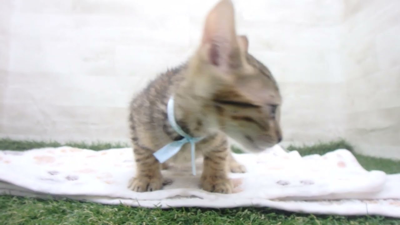 Coo&RIKU　No00648258 エジプシャンマウ