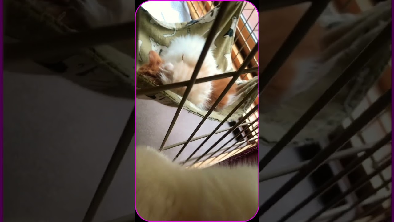 子守りするマリオ君🐱💕 #スコティッシュフォールド #cat #スコティッシュ赤ちゃん #スコティッシュ子猫 #スコティッシュ #マリオ #子猫 #ねこ #ねこの成長日記 #夫婦