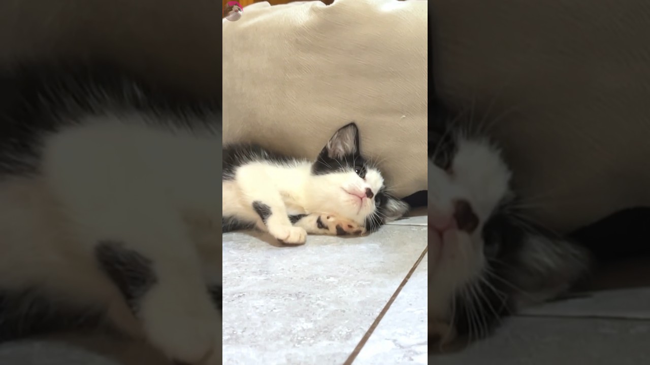 Caution and Curiosity: Rescued Kitten's Unsettled Meeting with Older Cat! 😺🚫 Compilation #shorts