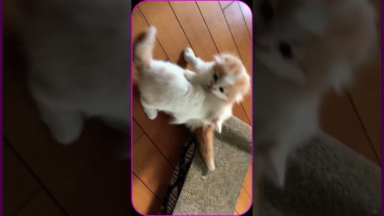 爪研ぎするスコ赤ちゃん🐱💕 #スコティッシュフォールド #cat #スコティッシュ赤ちゃん #スコティッシュ子猫 #スコティッシュ #マリオ #ねこの成長日記 #子猫 #ねこ #夫婦