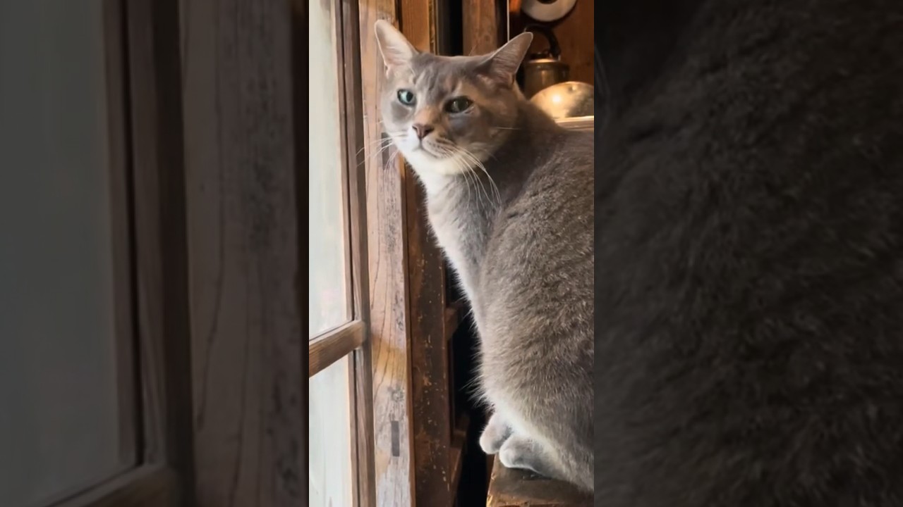 ひとりでは何処にも行かない猫 #さっちゃん #保護猫 #猫 #風の猫