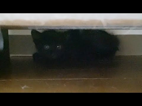 保護子猫が脱走してしまいました