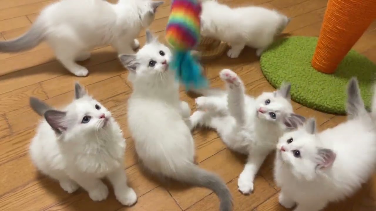 【ラグドール】お迎え募集中の子猫たち