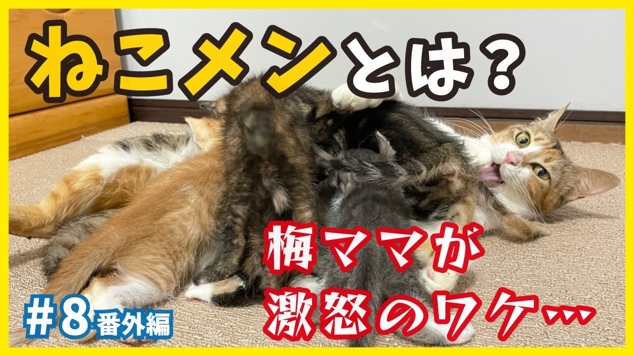 【保護猫】ねこせんメンバーへ！オモシロ梅かーちゃんが案内、可愛い子猫たちを倍楽しむ方法を教えます。【個性的な保護猫がいっぱい💗ねこせんチャンネル・番外編8】/ kitten training