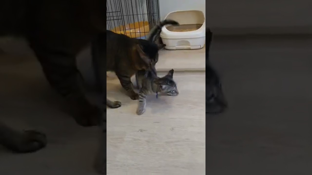 ついに！母性(？)が芽生えたウパ♂🤭