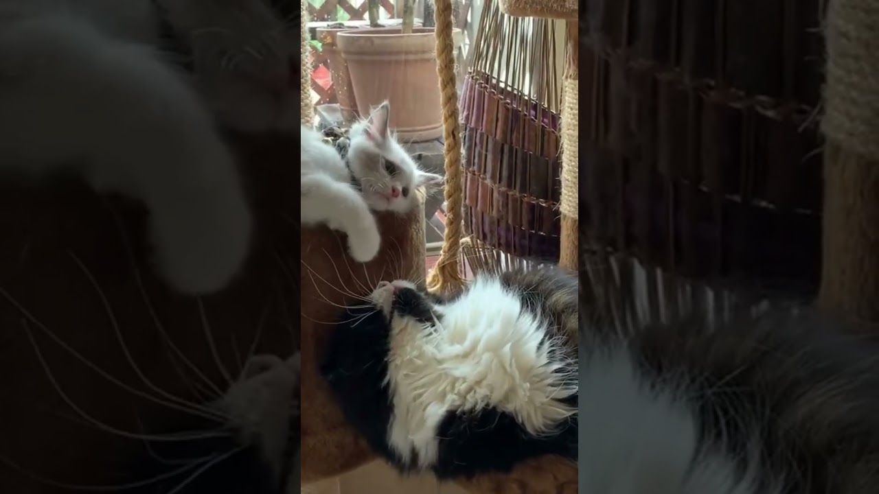 ラグドールとスコティッシュ3ぴきの日常 子猫 猫カフェ気分 癒し かわいい猫