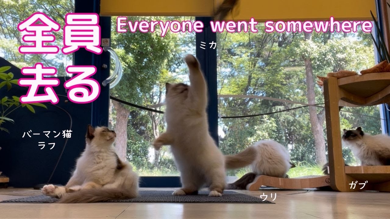 バーマン猫ラフとミカとウリとガブ【全員去る】Everyone went somewhere（バーマン猫）Birman/Cat
