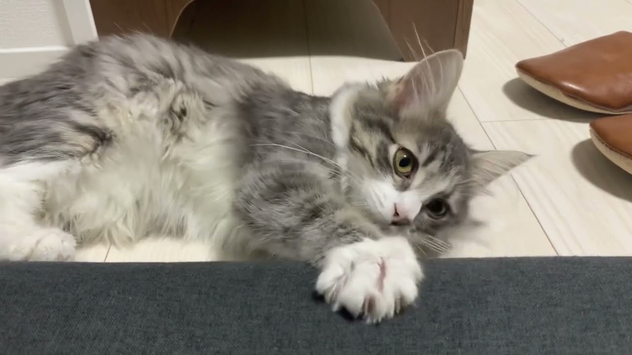 ノルウェージャンフォレストキャットは可愛い