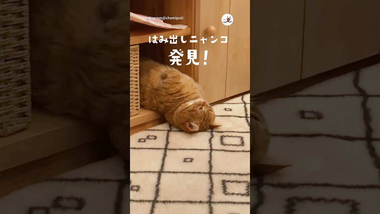 はみ出さずにはいられない…｜PECO #マンチカン  #茶トラ #munchkin #redtabby #redtabbycat