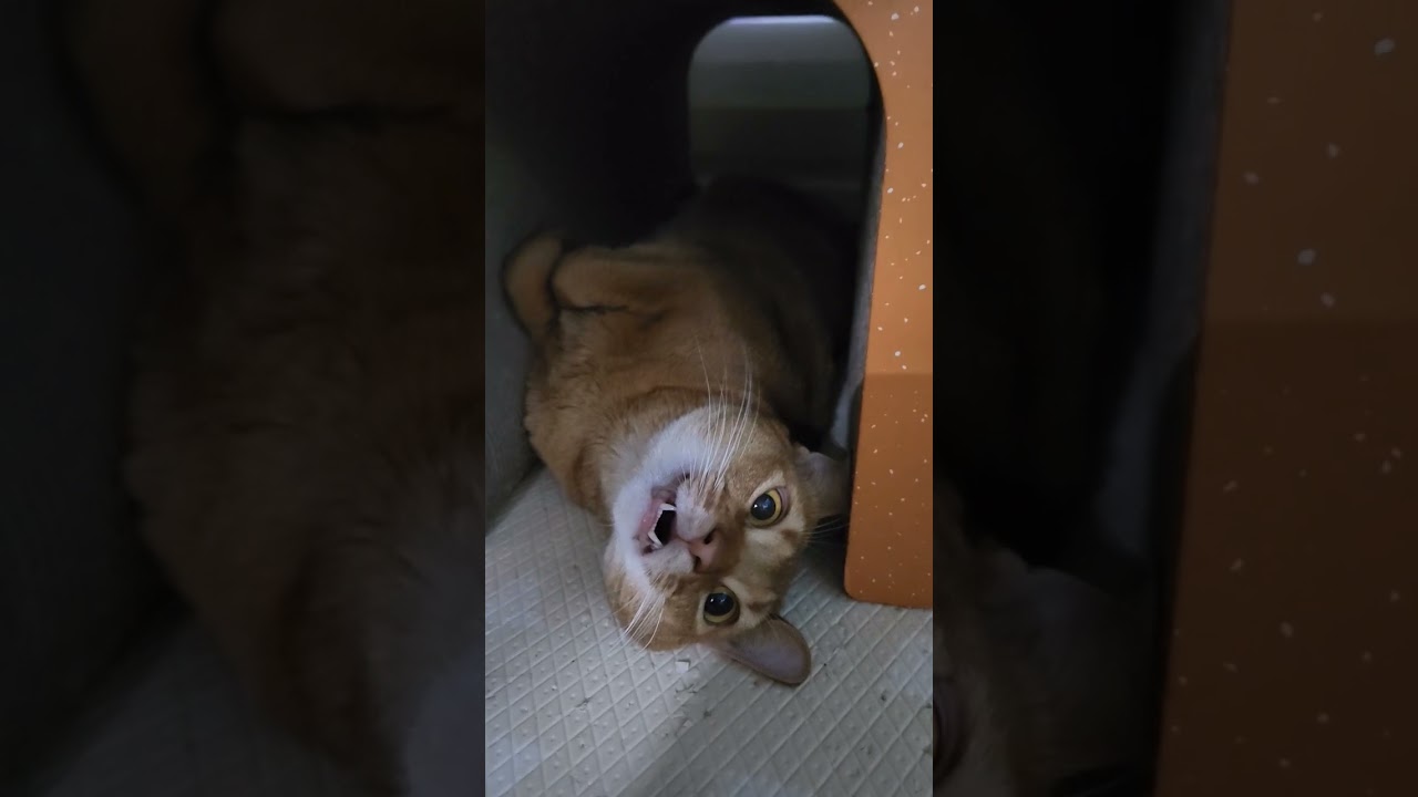 귀요미#웃는 고양이#해피#아비니시안