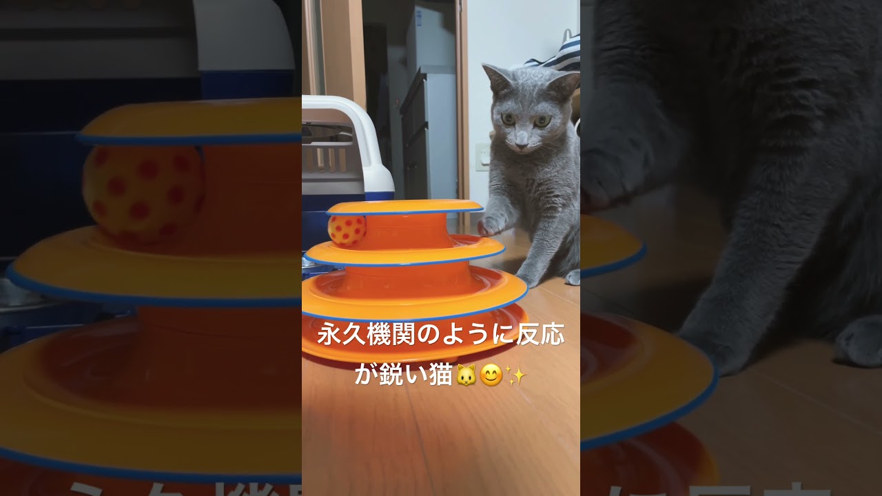 反射神経が○○な猫🐱😊✨ #shorts