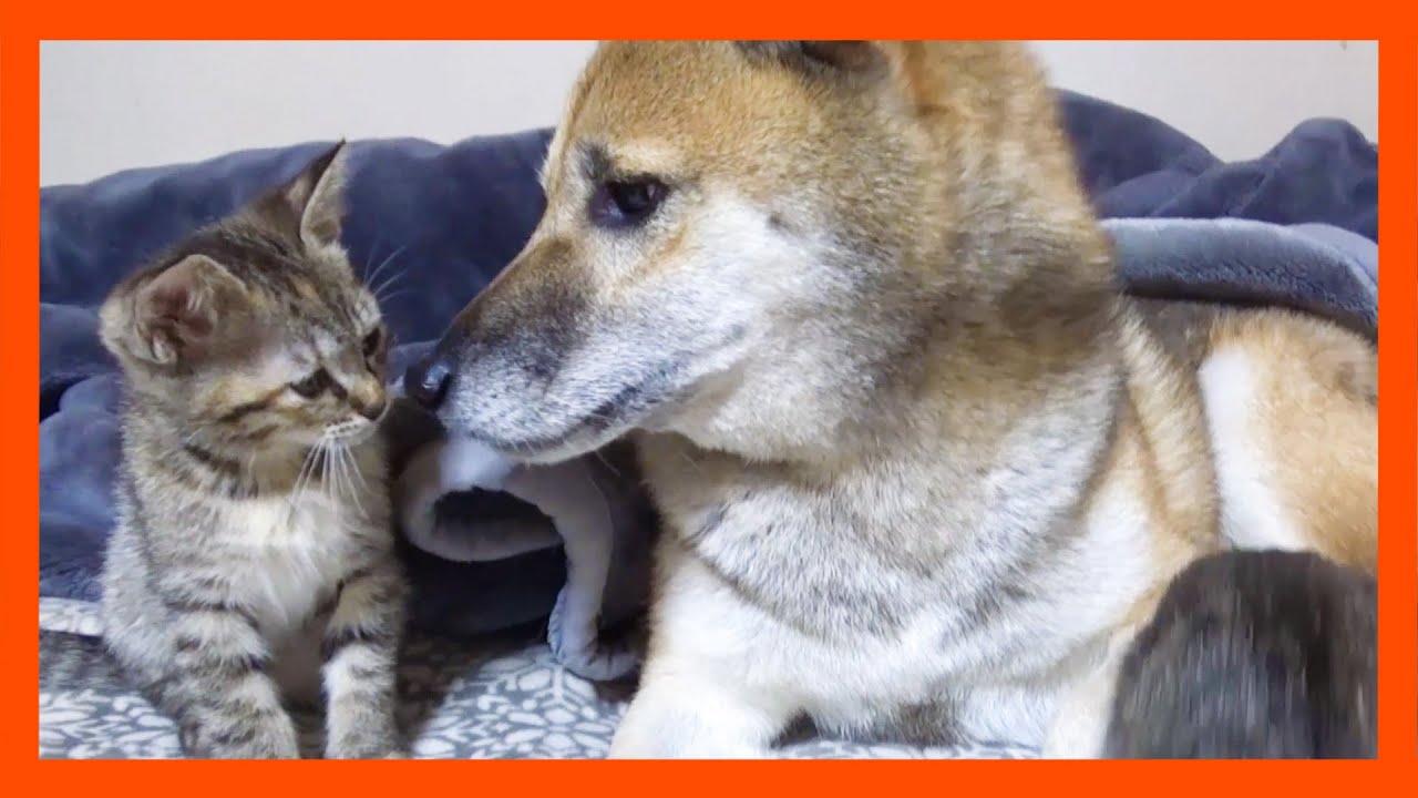 【R村の歴史】不器用な柴犬にキジトラ子猫がいっぱい甘えるとどうしたらいいかわからず石化してしまう笑