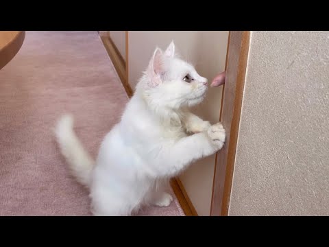 好奇心旺盛なメインクーン【Curious Main Coon LOUIS】