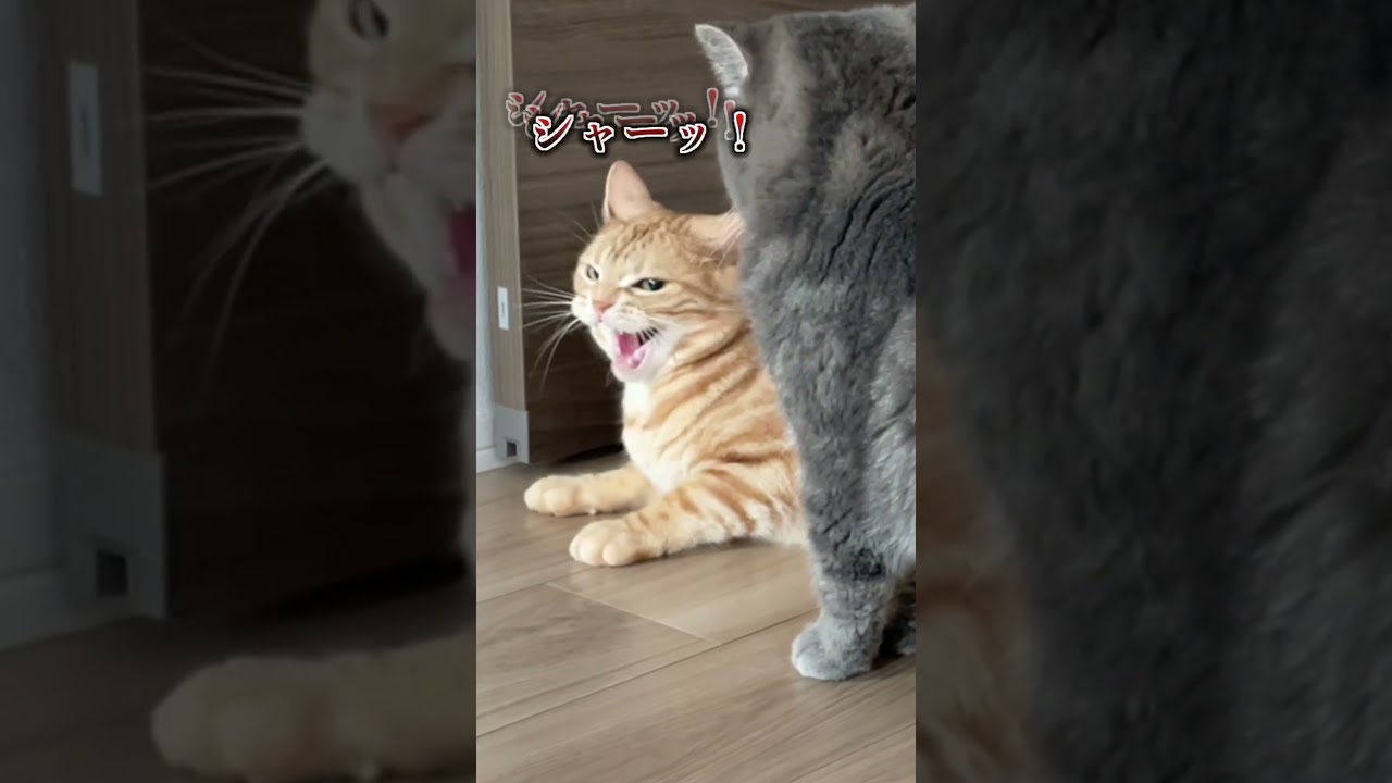長男猫に喧嘩を売られる次男猫　#shorts