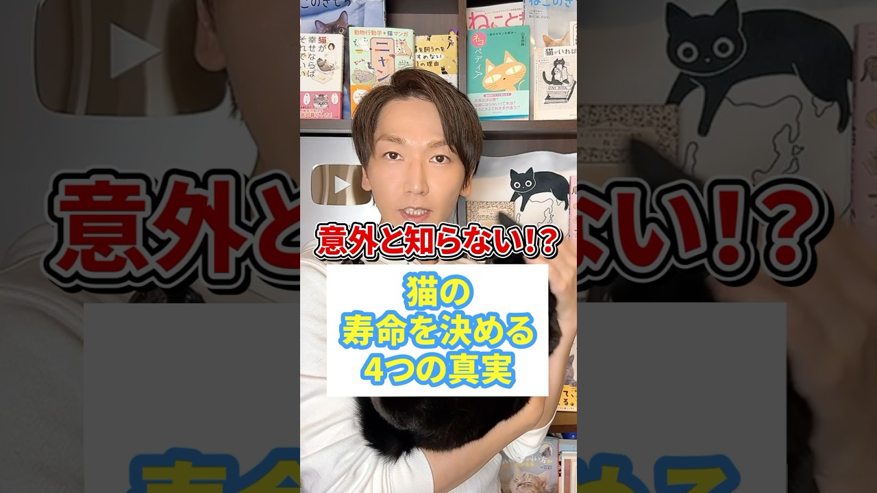意外と知らない！？猫の寿命を決める４つの真実