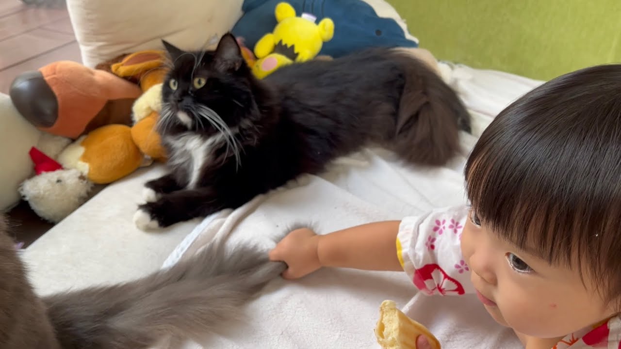子供から何度もしっぽを掴まれても気にしない猫　ノルウェージャンフォレストキャット　A cat that doesn't mind if its tail is grabbed many times
