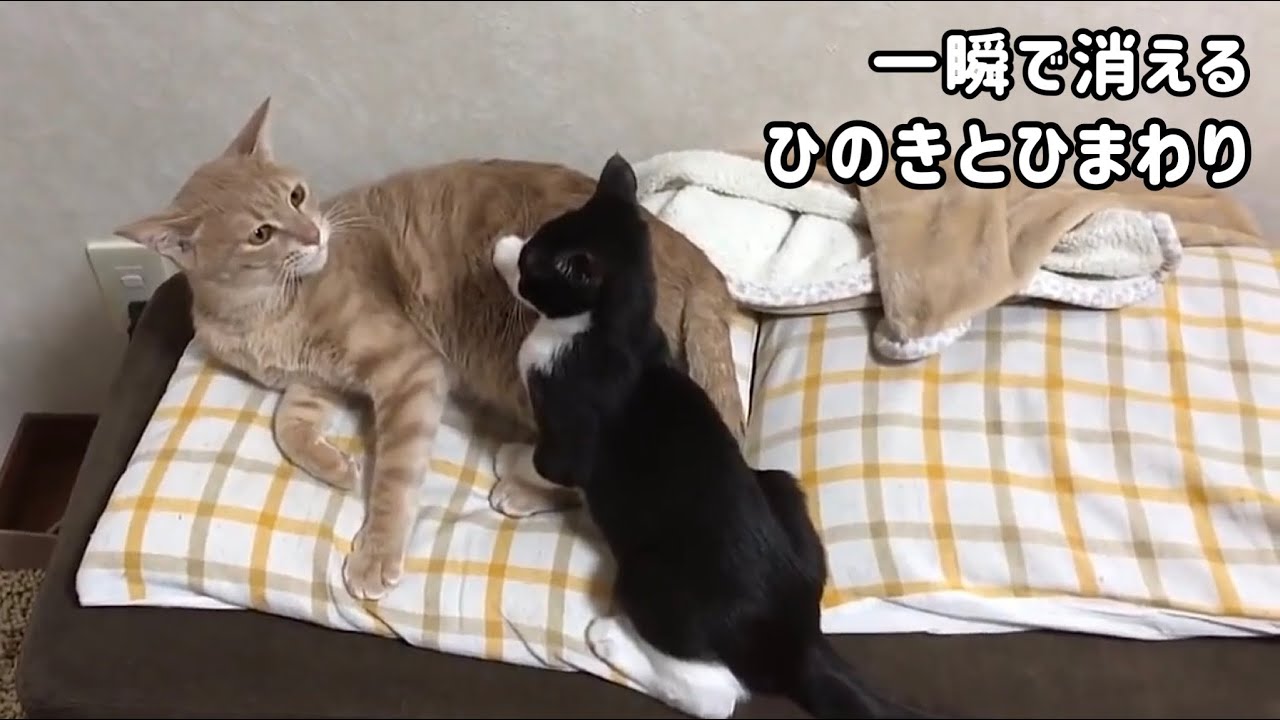 一緒に一瞬で消える猫と子猫