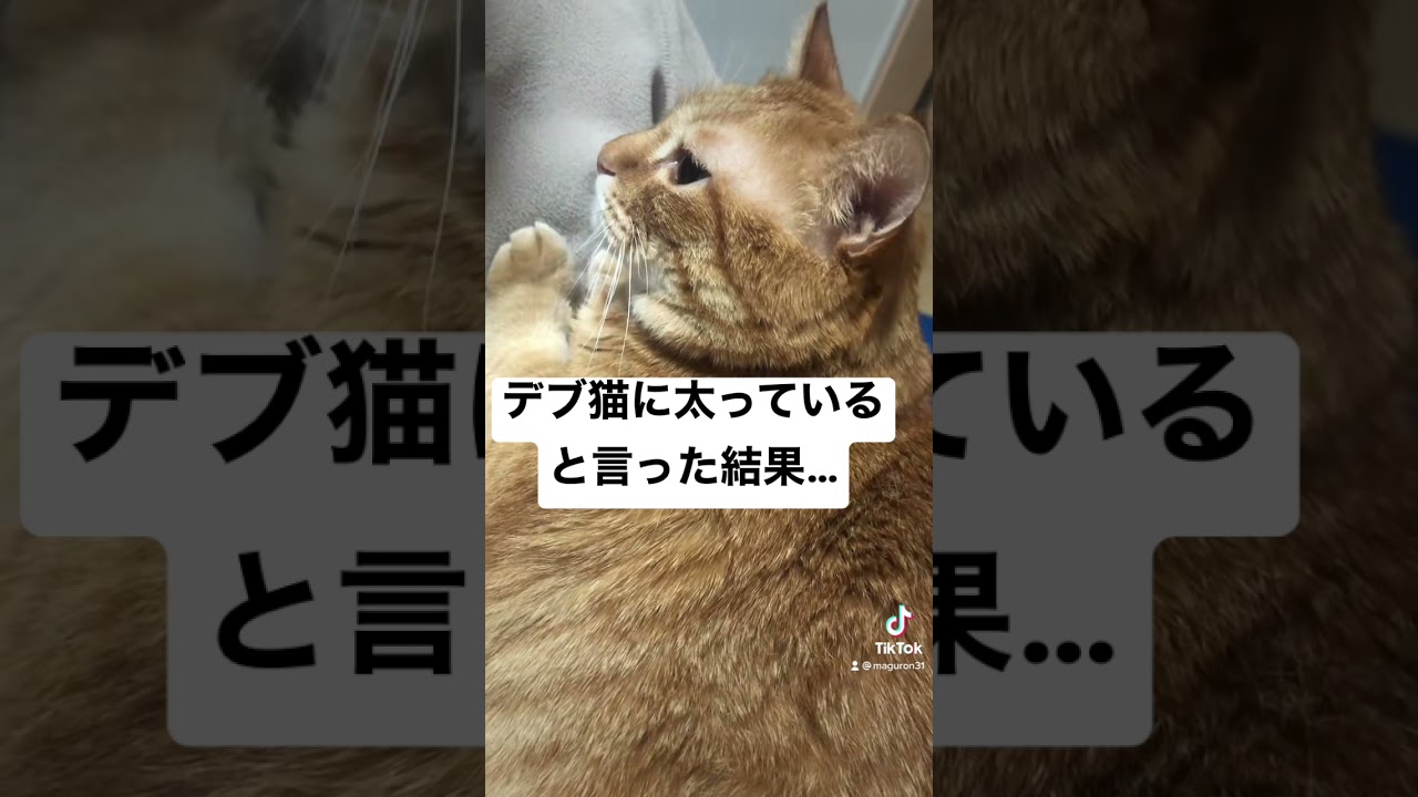 デブ猫に太っていると言った結果… #cat #shorts