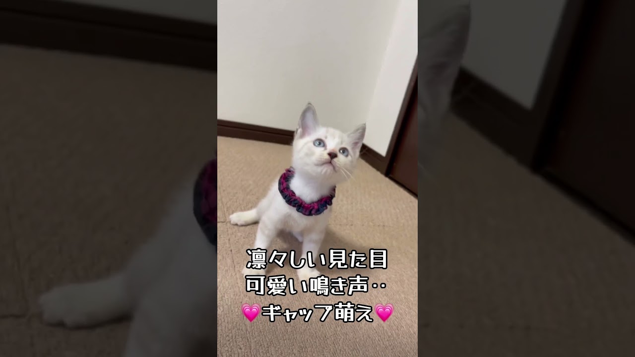 【保護 シャム猫】初めての猫じゃらし🎶楽しいのまだたくさんあるよ✨イケニャン大地くんを見に来てね💗 / rescued a kitten #shorts #可愛い鳴き声 #保護猫