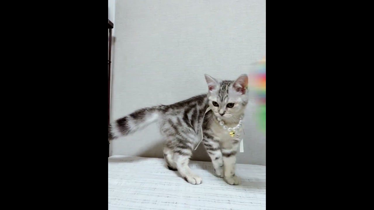 アメリカンショートヘア 可愛い女の子