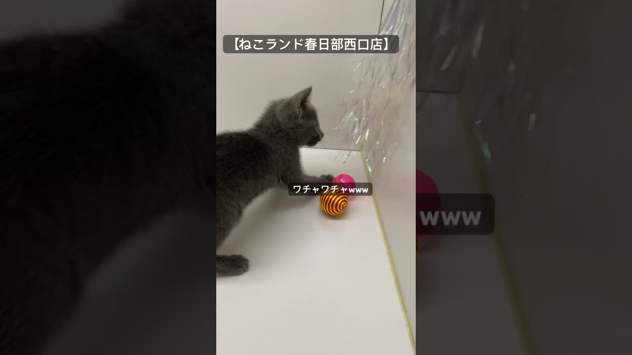 【子猫情報】ロシアンブルー 女の子🥹 #子猫 #ネコ #ねこランド #shorts