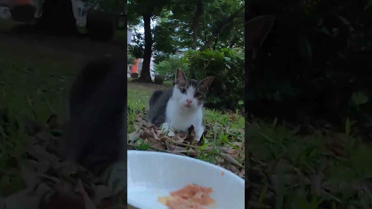 公園地域猫　夏の昼下がり。。。ごはんの食べられなかった、サバトラに個別にごはんをあげました。続く。。Vol.673　1/2 #cat #さくらねこ #ねこ
