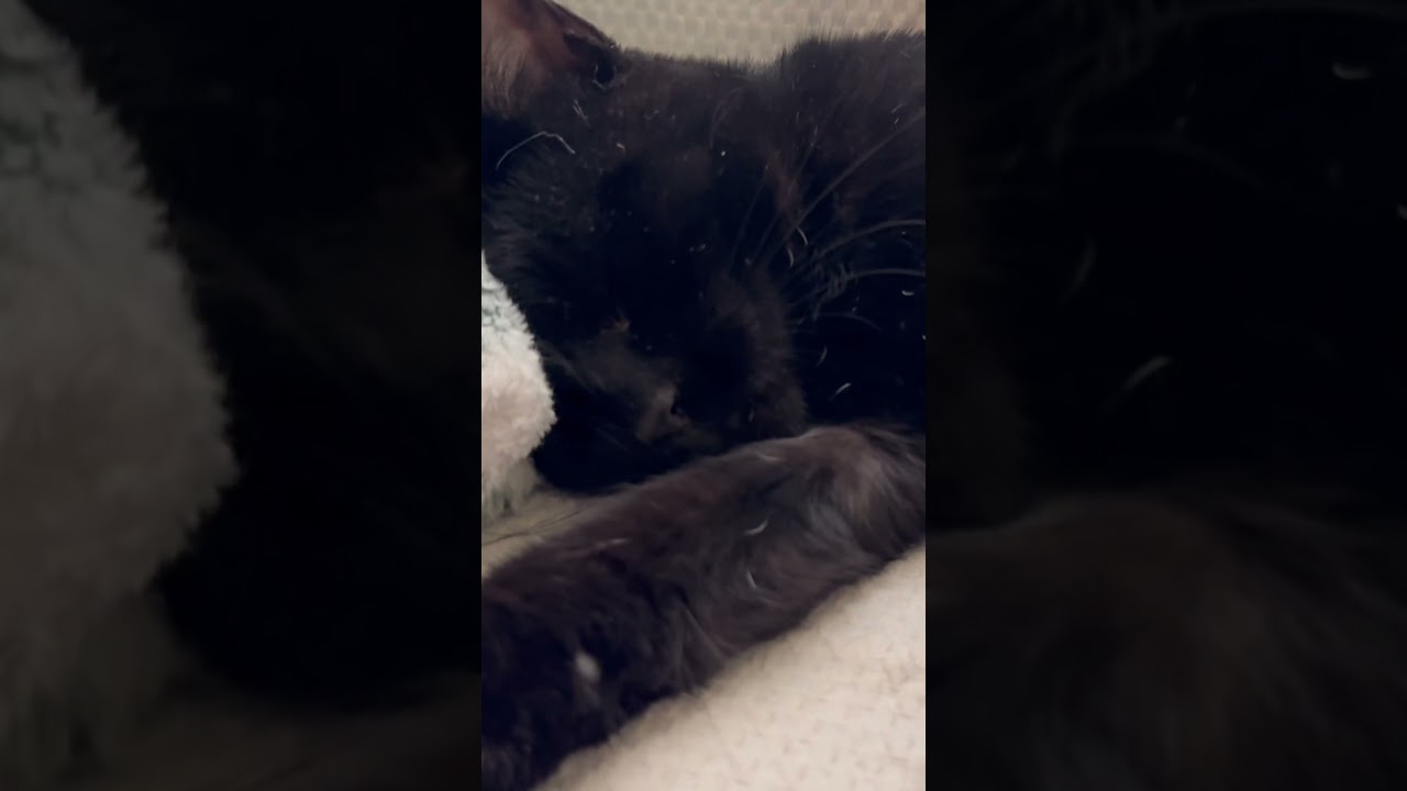 Kitty snores #listenclosely #kittycat #animals #pets #adorable #cutesound