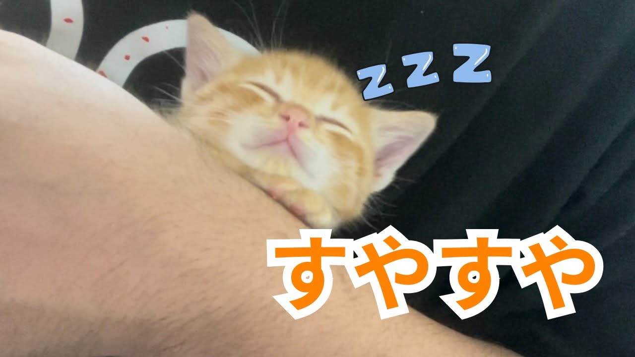 【保護猫】こんなに小さかった子猫が家に慣れた結果…