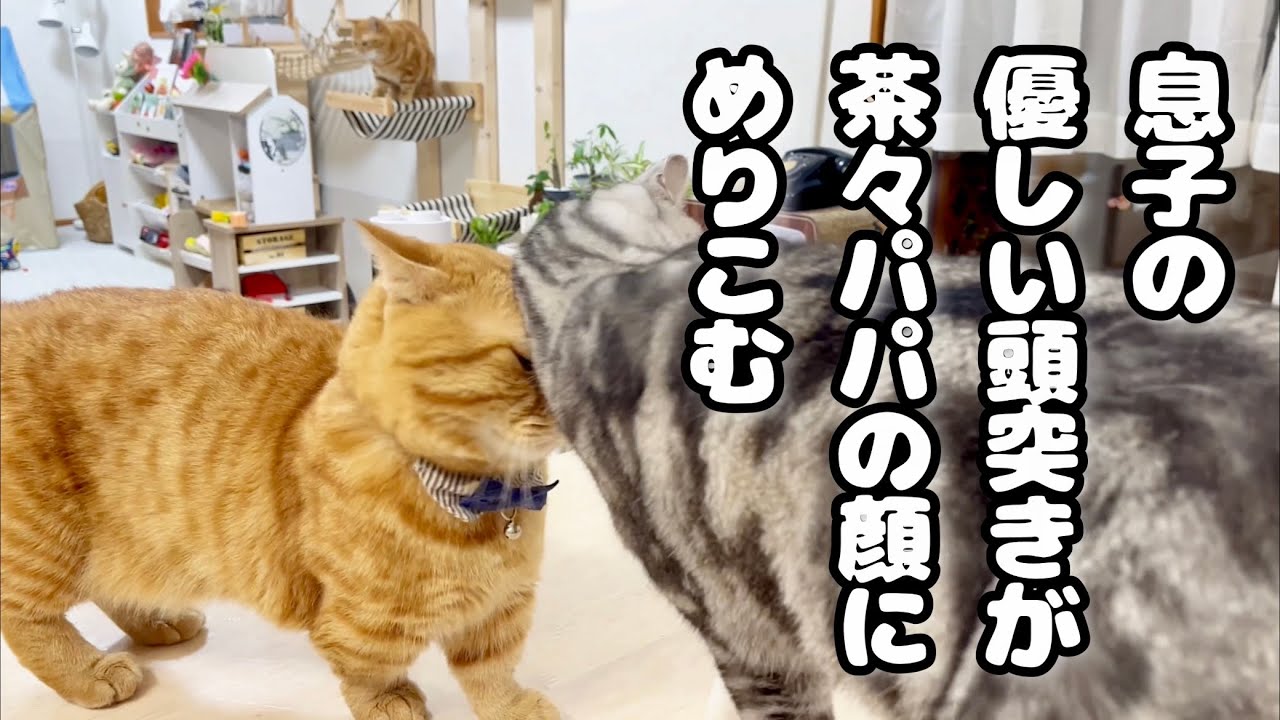 クロくんの優しい頭突きが茶々パパの顔にめりこみました #猫 #マンチカン