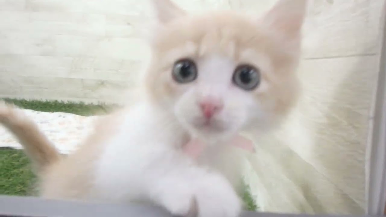 ペットショップcoo&riku No.00648556 ノルウェージャン・フォレストキャット
