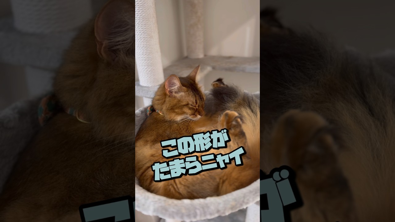 あんもにゃいとと多頭飼い