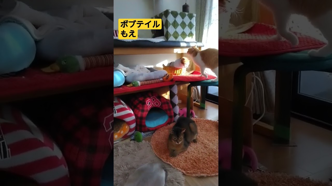 ボブテイルもえちゃん #ネコ