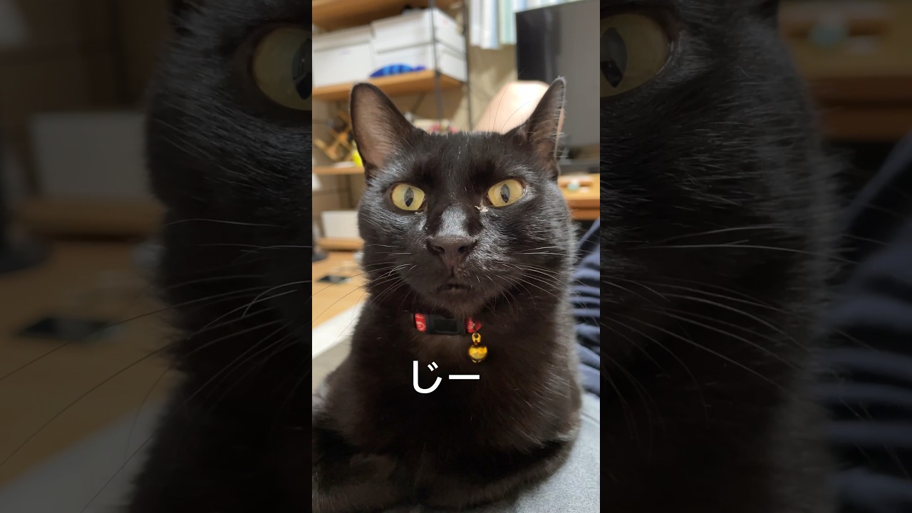 【黒猫】なんとも言えない顔で見つめる黒猫