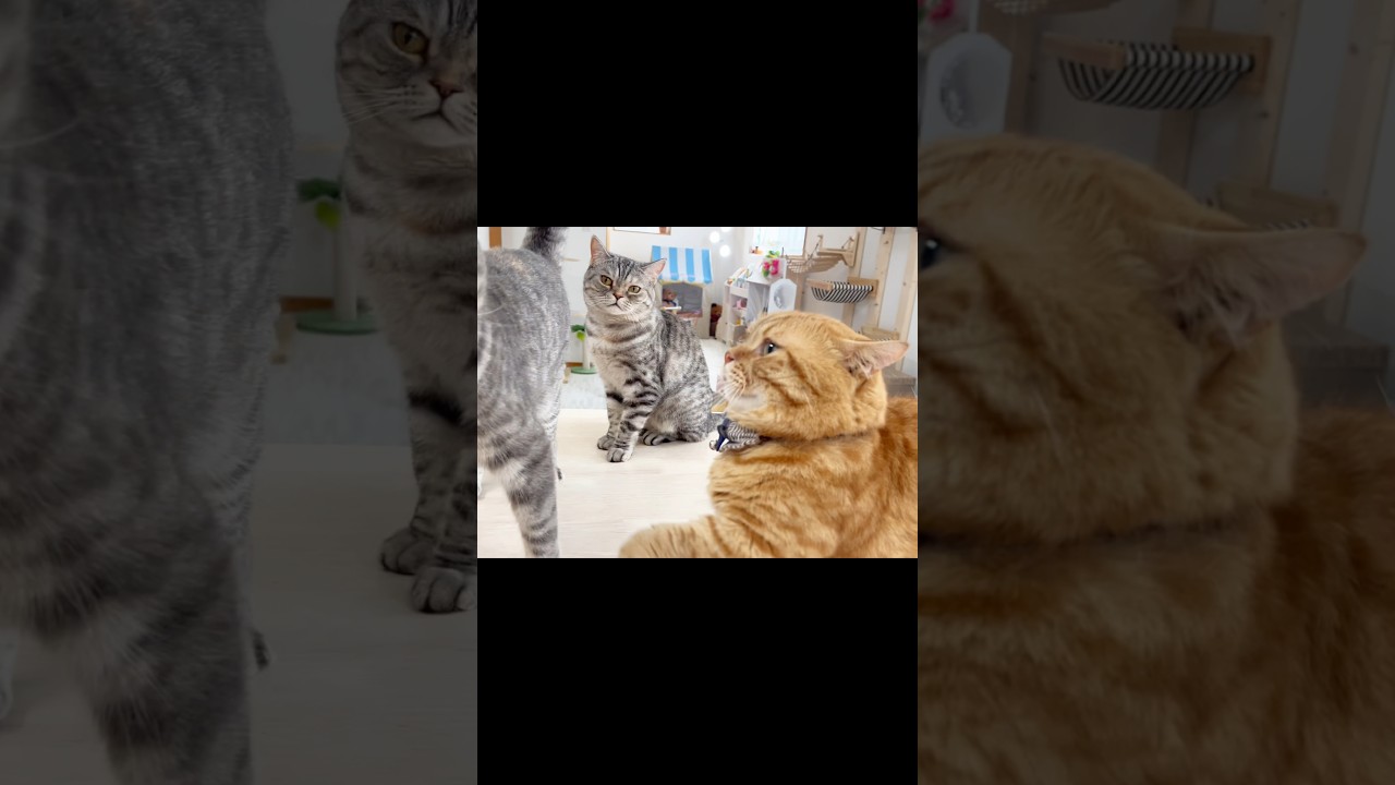 向かってこられるとついパンチが出ちゃう茶々パパ #猫 #マンチカン #shorts