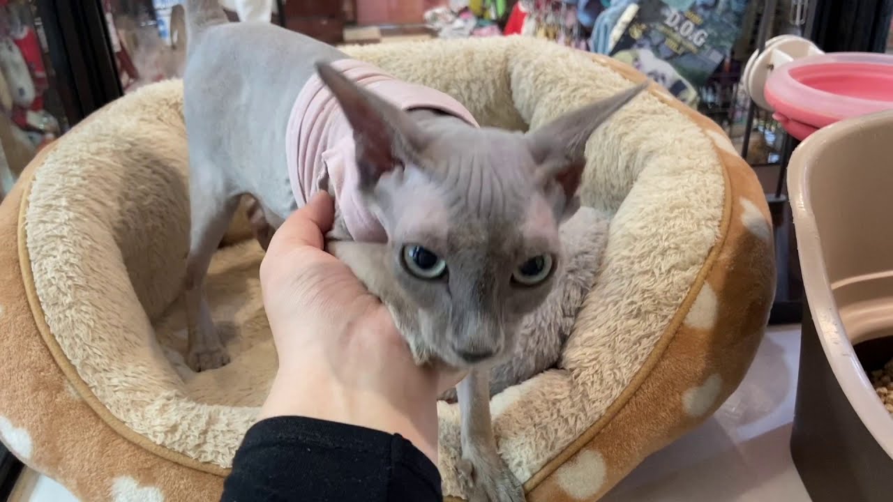 甘え方が可愛いスフィンクスちゃん♡