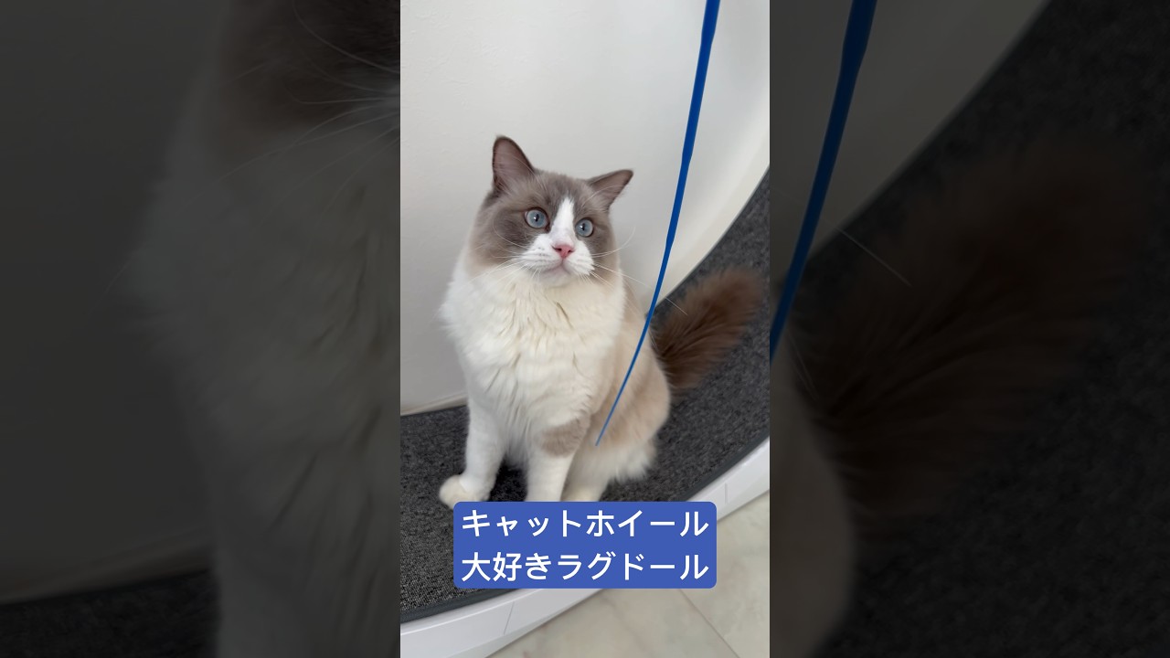 我が家のラグドール　レイ君　#shorts#ラグドール#キャットホイール