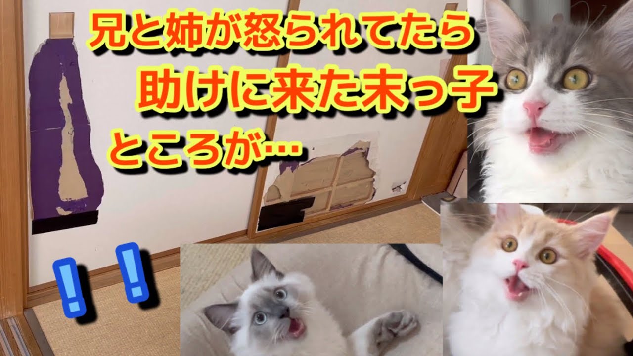 兄弟愛って素敵　ところが… 猫を飼うとこうなります（うちだけかも）助けに来た猫　家がボロボロにさせていく… サイベリアンは賢い　怒られていることを理解している？　猫を飼うデメリット