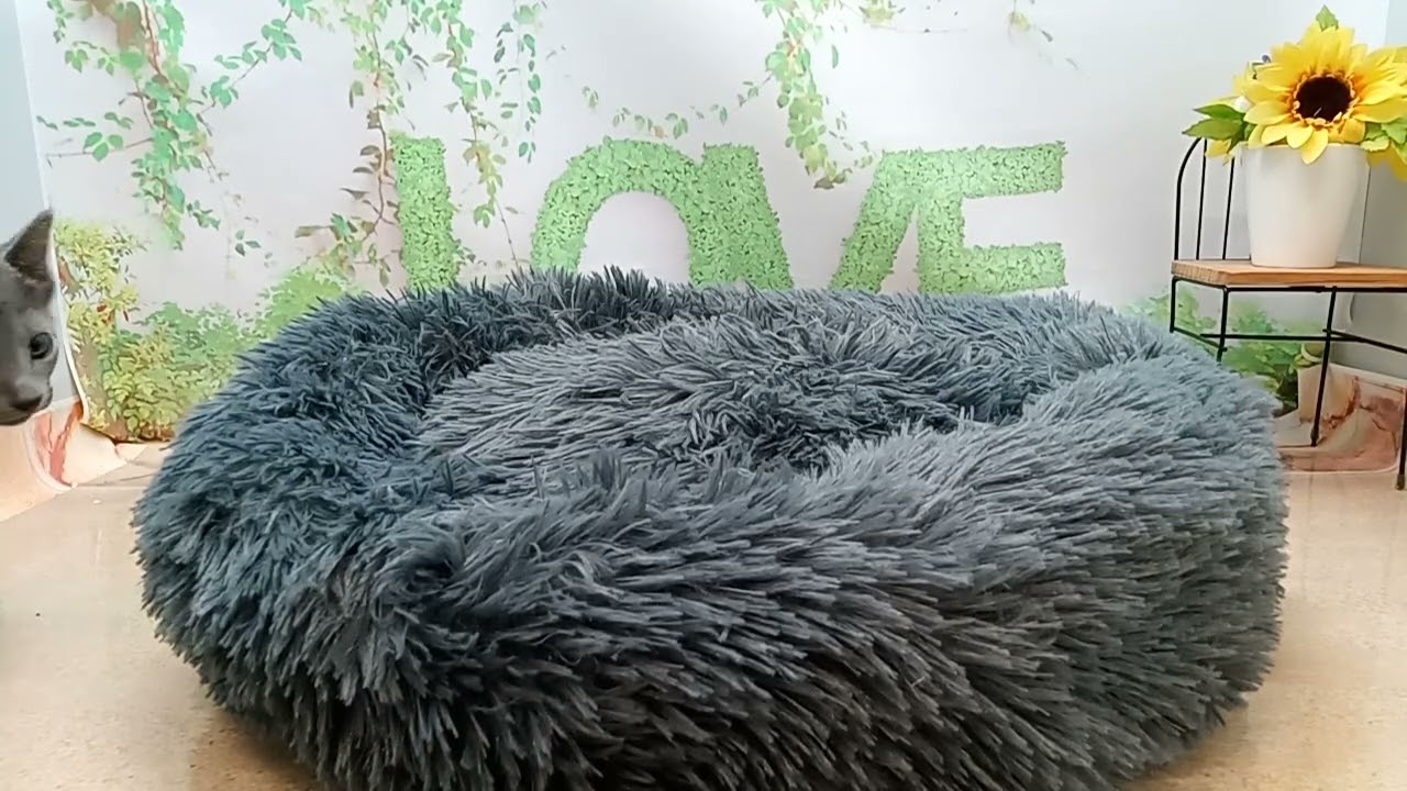 646465 ロシアンブルー